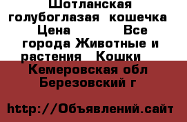 Шотланская голубоглазая  кошечка › Цена ­ 5 000 - Все города Животные и растения » Кошки   . Кемеровская обл.,Березовский г.